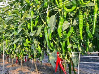 둥이농장(김준태)님의 자유주제 · 자유게시판 작성글 사진