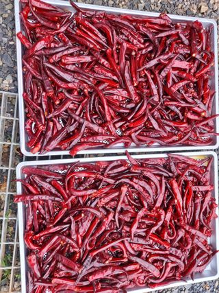 둥이농장(김준태)님의 자유주제 · 자유게시판 작성글 사진