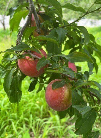 장터 상품 [대서 자두 중소과 5kg[판매완료]] 썸네일