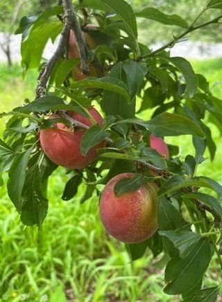 김명옥님의 작성글 사진