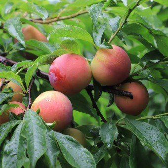 김명옥님의 장터 판매 상품 [대서 자두 중소과 5kg[판매완료]] 첨부 사진