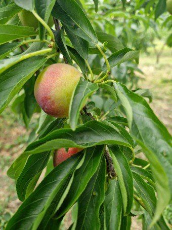 김명옥님의 장터 판매 상품 [대서 자두 중소과 5kg[판매완료]] 첨부 사진