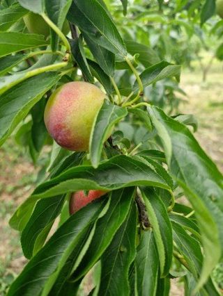 김명옥님의 작성글 사진