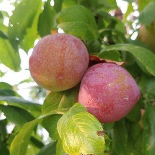 김명옥님의 작성글 사진