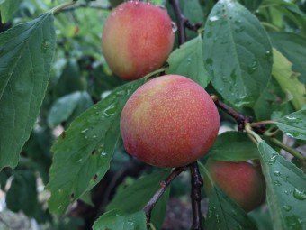 김명옥님의 장터 판매 상품 [대서 자두 중소과 5kg[판매완료]] 첨부 사진