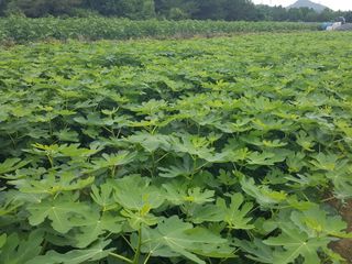 심수보님의 기타작물 · 영농일지 작성글 사진
