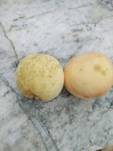 팜모닝 복숭아·병해충상담 게시글 이미지