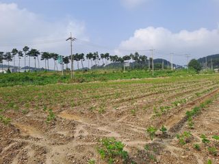 곽해영님의 호박 · 영농일지 작성글 사진