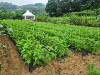 이종선님의 참깨 · 영농일지 작성글 사진