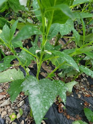 김홍열님의 참깨 · 병해충상담 작성글 사진