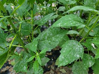 김홍열님의 참깨 · 병해충상담 작성글 사진