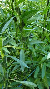 팜모닝 참깨·영농일지 게시글 이미지