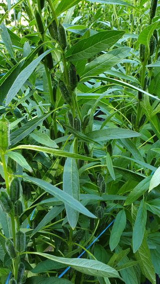 마늘양파참님의 참깨 · 영농일지 작성글 사진