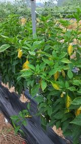 팜모닝 고추·병해충상담 게시글 이미지