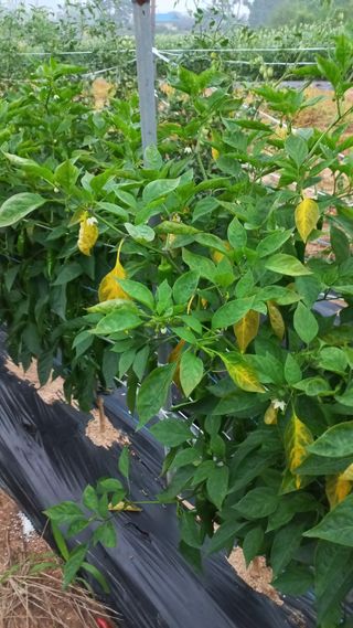 함선명님의 고추 · 병해충상담 작성글 사진