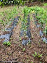 팜모닝 고추·영농일지 게시글 이미지