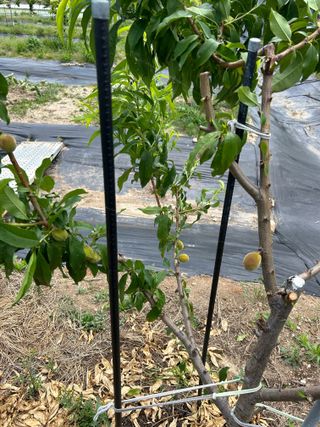 금강농원님의 최고의 제초제는 무엇인가요?🌿 · 참여글 작성글 사진