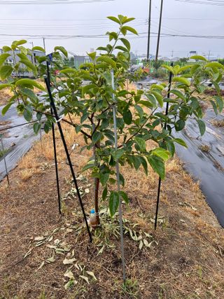 금강농원님의 최고의 제초제는 무엇인가요?🌿 · 참여글 작성글 사진