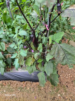 짱순이연속8월출석왕님의 최고의 제초제는 무엇인가요?🌿 · 참여글 작성글 사진