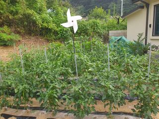 짱순이연속8월출석왕님의 최고의 제초제는 무엇인가요?🌿 · 참여글 작성글 사진