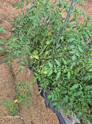 짱순이연속8월출석왕님의 최고의 제초제는 무엇인가요?🌿 · 참여글 작성글 사진