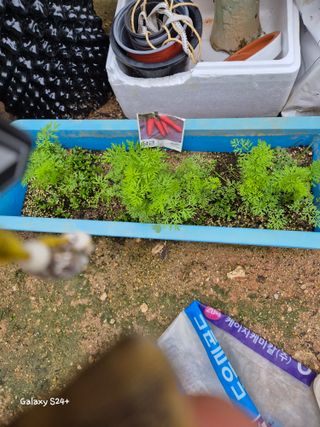 짱순이연속8월출석왕님의 최고의 제초제는 무엇인가요?🌿 · 참여글 작성글 사진