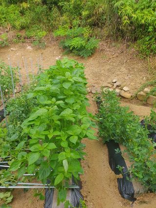 짱순이연속8월출석왕님의 최고의 제초제는 무엇인가요?🌿 · 참여글 작성글 사진