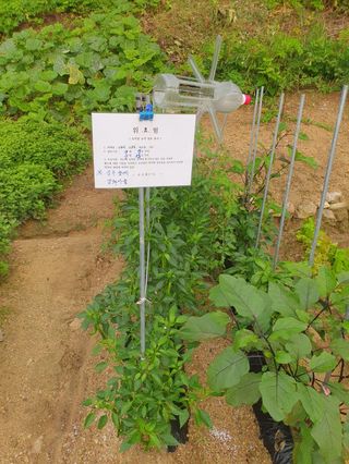 짱순이연속8월출석왕님의 최고의 제초제는 무엇인가요?🌿 · 참여글 작성글 사진