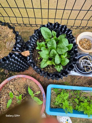 짱순이연속8월출석왕님의 최고의 제초제는 무엇인가요?🌿 · 참여글 작성글 사진