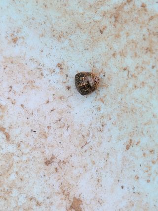 영희님의 감 · 병해충상담 작성글 사진