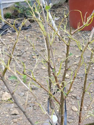 영희님의 감 · 병해충상담 작성글 사진