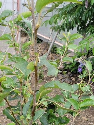 영희님의 감 · 병해충상담 작성글 사진