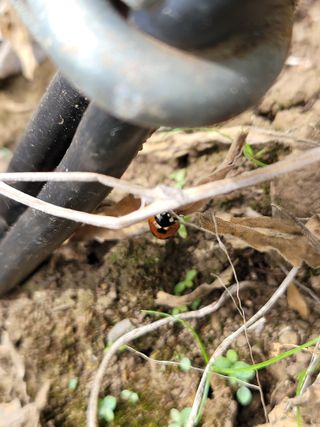 영희님의 감 · 병해충상담 작성글 사진