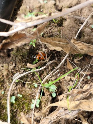 영희님의 감 · 병해충상담 작성글 사진