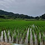 팜모닝 벼·영농일지 게시글 이미지