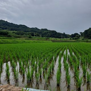 鐘德님의 벼 · 영농일지 작성글 사진