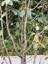 팜모닝 사과·병해충상담 게시글 이미지