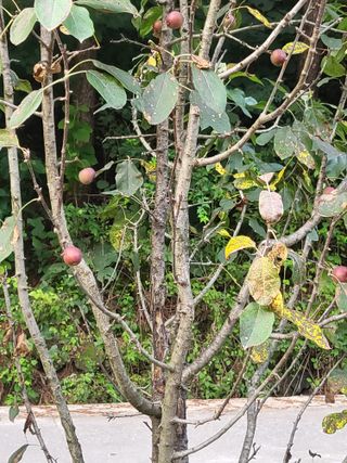 이효훈님의 사과 · 병해충상담 작성글 사진