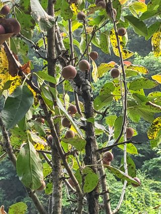이효훈님의 사과 · 병해충상담 작성글 사진