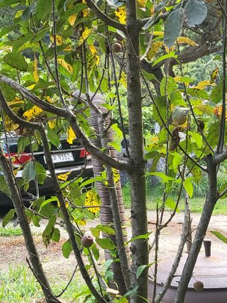 이효훈님의 사과 · 병해충상담 작성글 사진