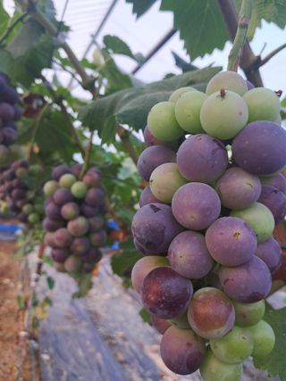 포도님의 포도 · 자유게시판 작성글 사진