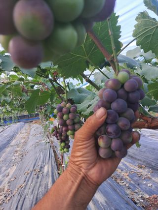 포도님의 포도 · 자유게시판 작성글 사진