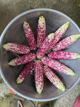 박정원님의 옥수수 · 영농일지 작성글 사진