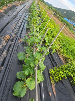 박정원님의 옥수수 · 영농일지 작성글 사진