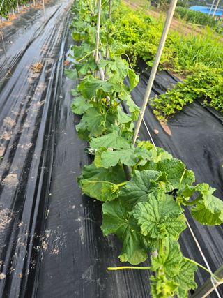 박정원님의 옥수수 · 영농일지 작성글 사진