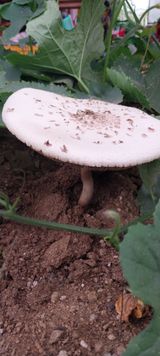 팜모닝 자유주제·자유게시판 게시글 이미지