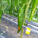 팜모닝 고추·병해충상담 게시글 이미지