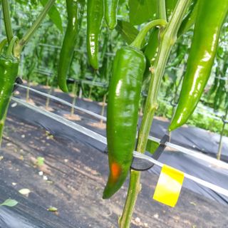 김성각님의 고추 · 병해충상담 작성글 사진