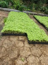 팜모닝 참깨·영농일지 게시글 이미지