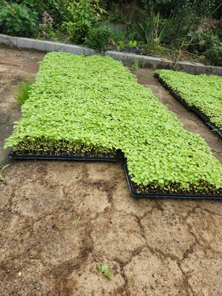 최은숙님의 참깨 · 영농일지 작성글 사진